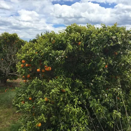 Seafront Dream Апартаменты Торевьиа