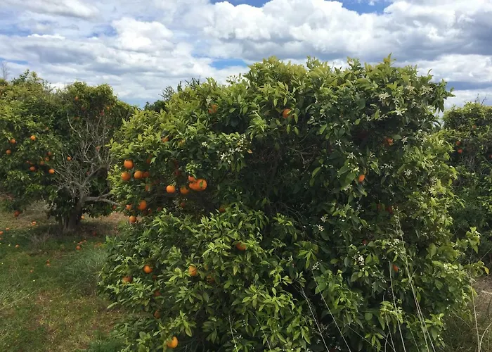 Seafront Dream Apartamento Torrevieja